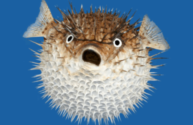 Porcupine fish